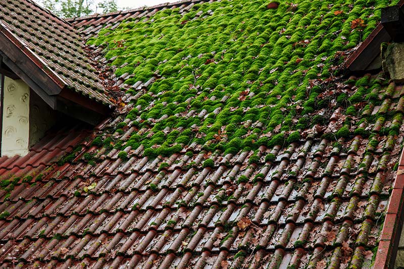 toiture ancombrée par la mousse